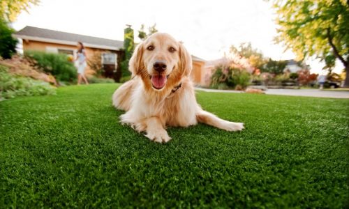 Synthetic Grass For Dogs Coronado, Artificial Lawn Dog Run Installation