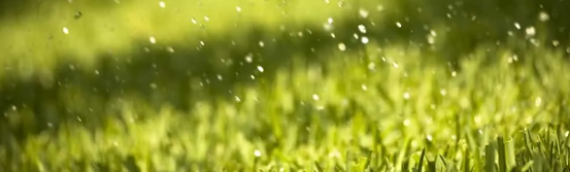 ▷6 Reasons Artificial Grass Can Survive The Severe Rain Coronado