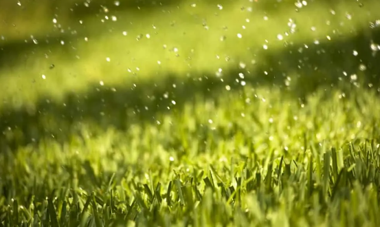 6 Reasons Artificial Grass Can Survive The Severe Rain Coronado