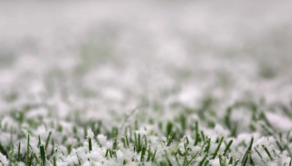 7 Tips To Properly Manage Your Artificial Grass In Winter Season Coronado