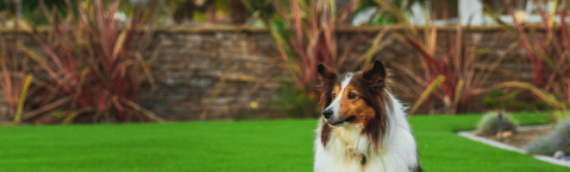 ▷How Pet-Friendly Artificial Grass Is Beneficial And Safe Coronado?