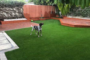 7 Tips To Install Artificial Grass In Your Backyard For Dog Run Coronado