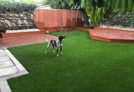 7 Tips To Install Artificial Grass In Your Backyard For Dog Run Coronado