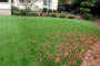 7 Tips To Pair Artificial Grass With The Patio Coronado